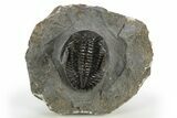 Hollardops Trilobite Fossil - Excellent Eye Facets #310243-3